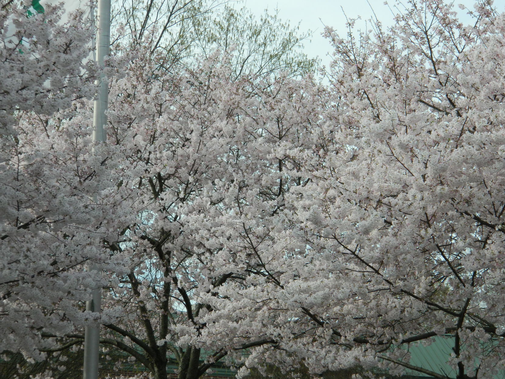 Spring photos (14).JPG